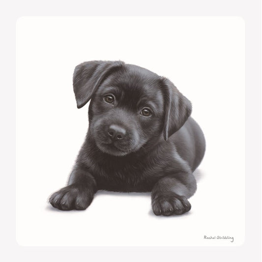 Black Lab Greeting Card