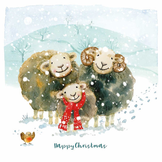 Huddling Herdwicks Christmas Cards - 10 Pack